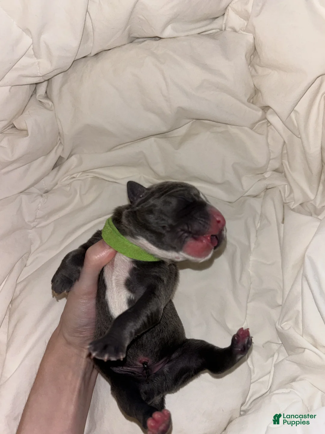 Cane Corso dogs for sale: Cane Corso Litter - Blue Dilutes - Ad 11