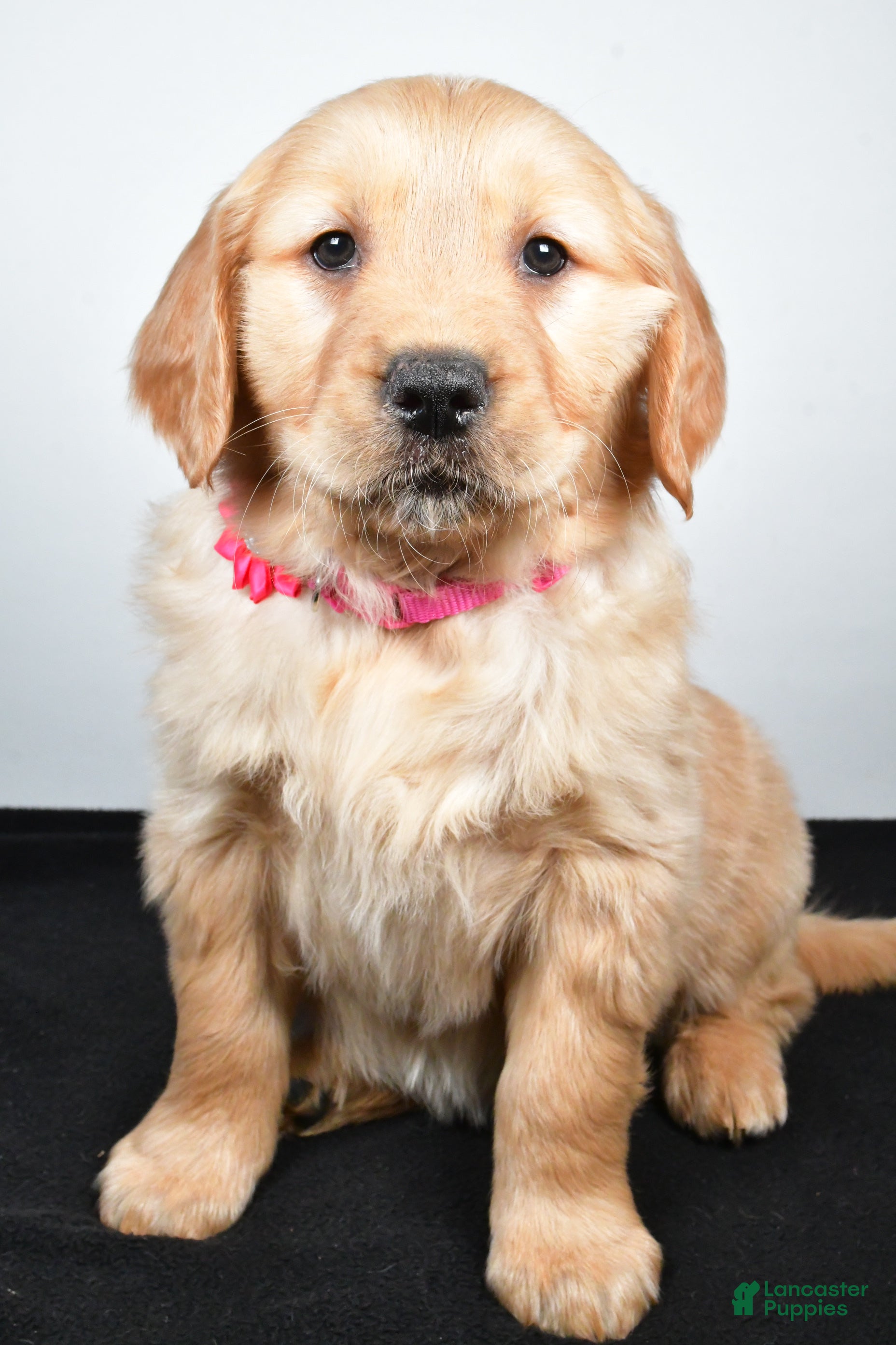 Golden Retriever dogs Jenny - Ad 19
