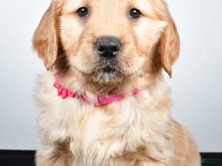 Golden Retriever dogs Jenny - Ad 19