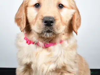 Golden Retriever dogs Jenny - Ad 28