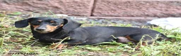 Miniature Dachshund dogs for sale: Charlie Ray - Ad 4