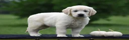 Golden Retriever dogs for sale: Daisy - Ad 4