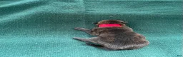 Belgian Malinois dogs for sale: Red male - Ad 5