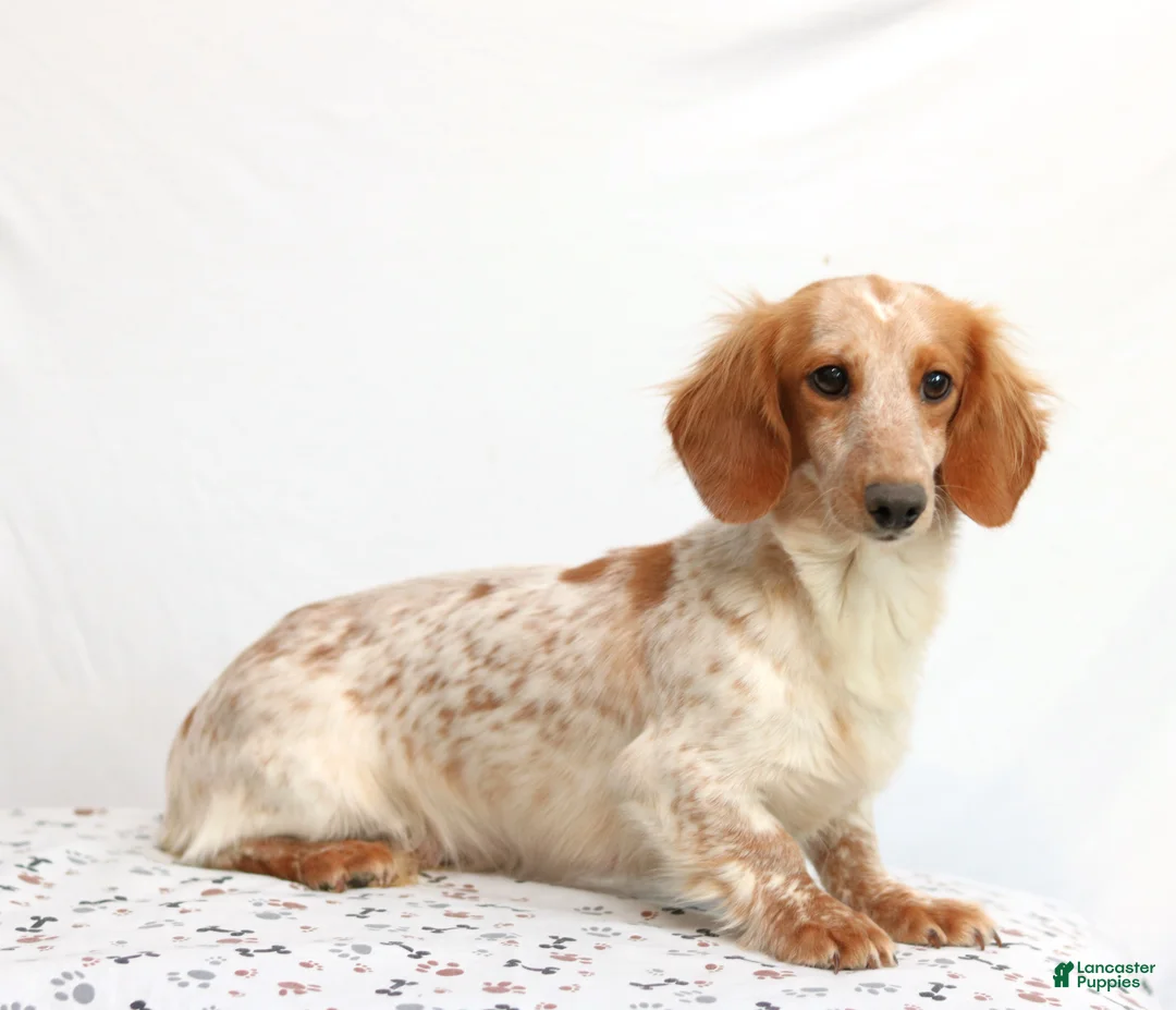 Miniature Dachshund dogs for sale: Huney - Ad 4