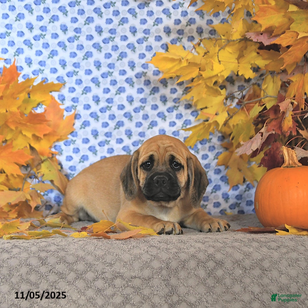 Puggle dogs for sale: Hosea - Ad 10
