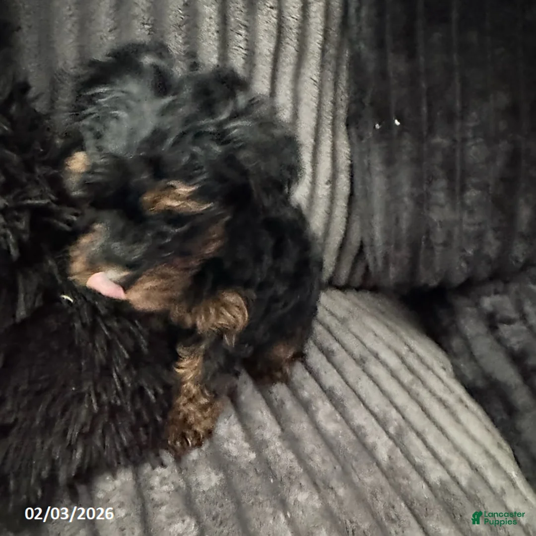 Yorkiepoo dogs for sale: Bella   - Ad 4