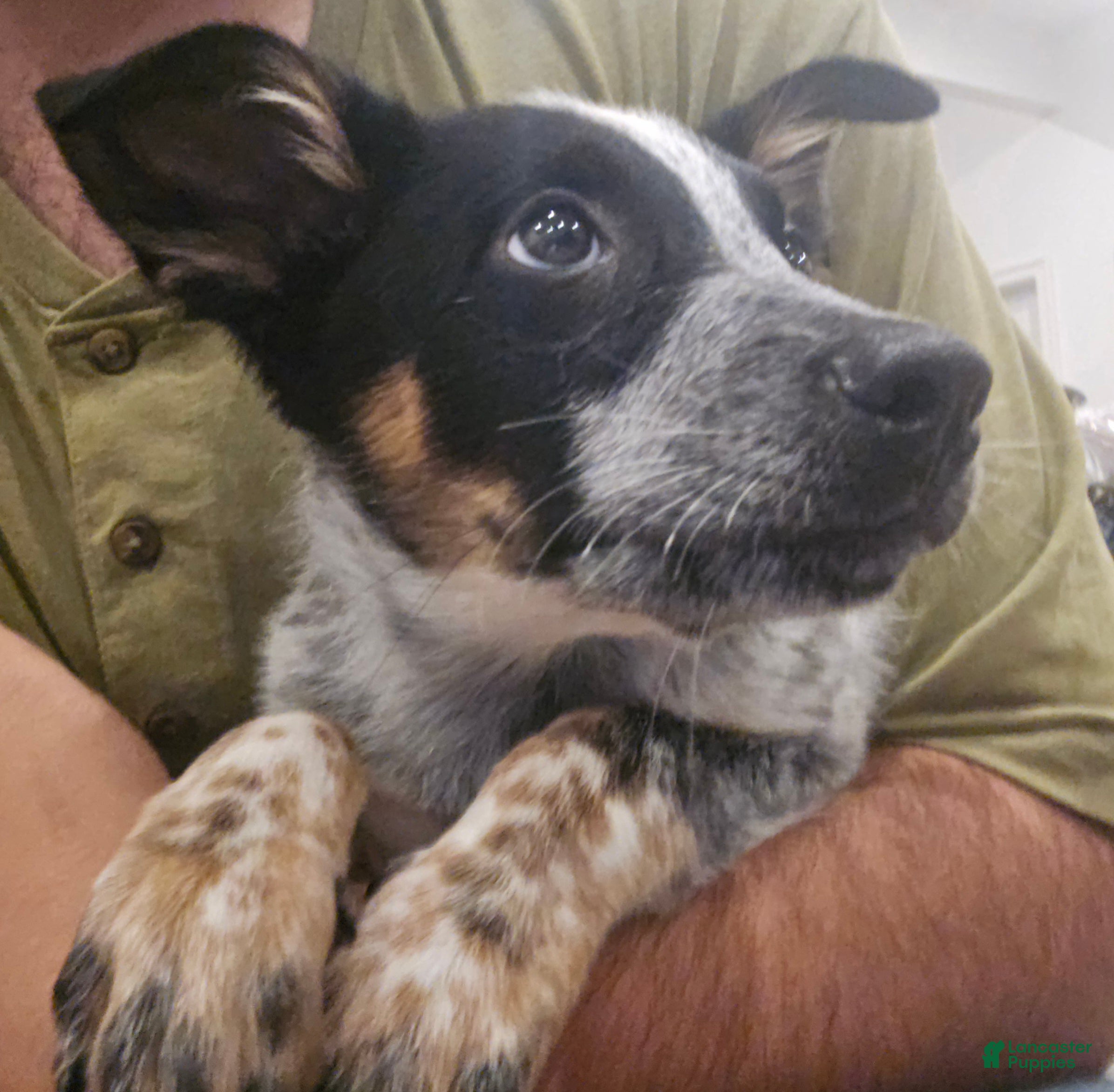 Mixed Breed dogs Bear - Ad 2
