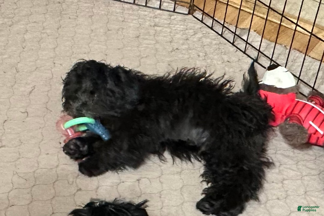 Shihpoo dogs for sale: Shihpoo Puppy 2 - Ad 2