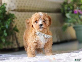 Cavapoo dogs - Ad 34