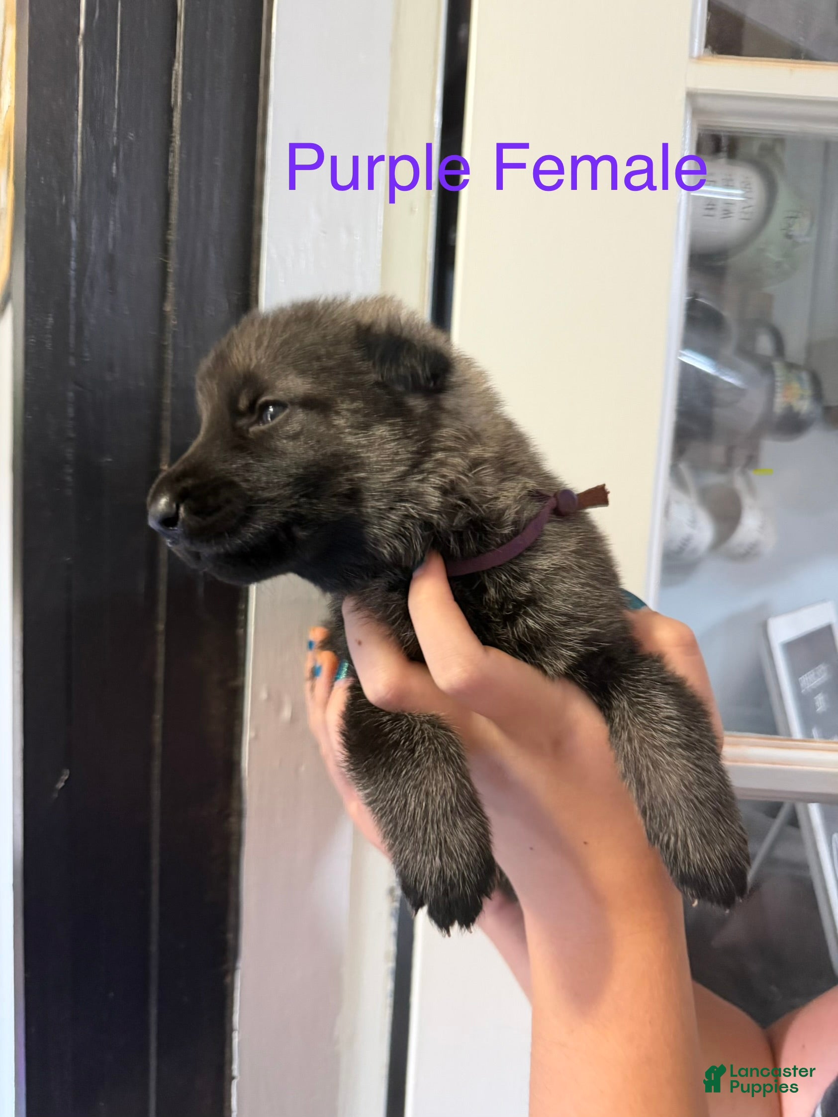 German Shepherd dogs German Shepherd Purple Collar - Ad 2