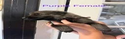 German Shepherd dogs for sale: German Shepherd Purple Collar - Ad 2