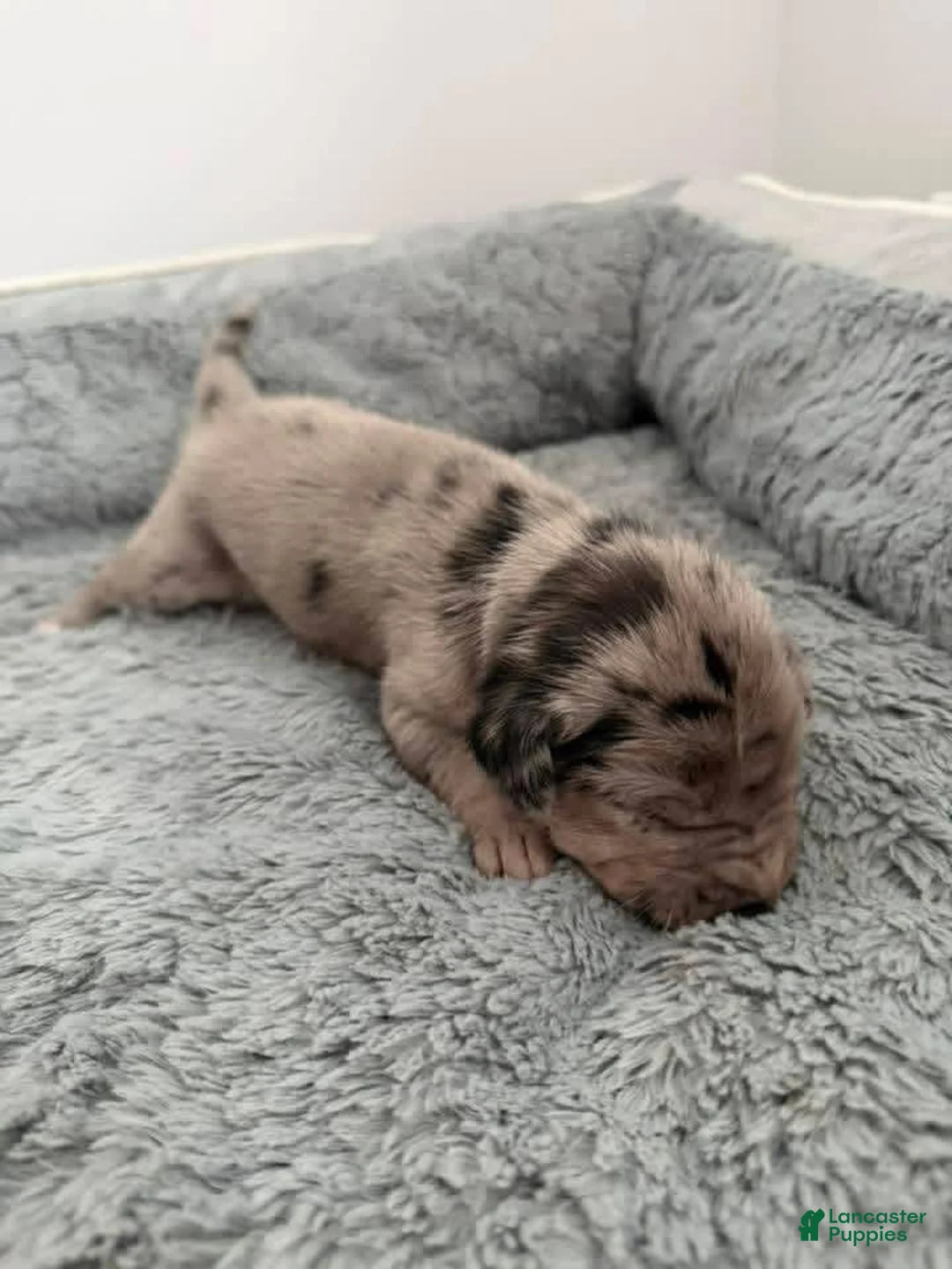 Mixed Breed dogs for sale: Black - Ad 2