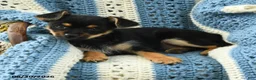 Chorkie dogs for sale: Ralph - Ad 2