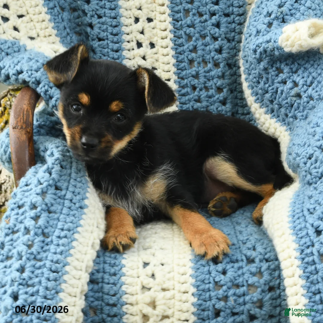 Chorkie dogs for sale: Ralph - Ad 2