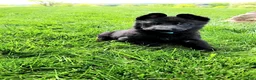 German Shepherd dogs for sale: River - Ad 3