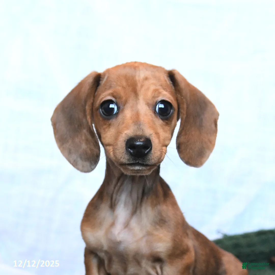 Miniature Dachshund dogs for sale: Joy - Ad 4