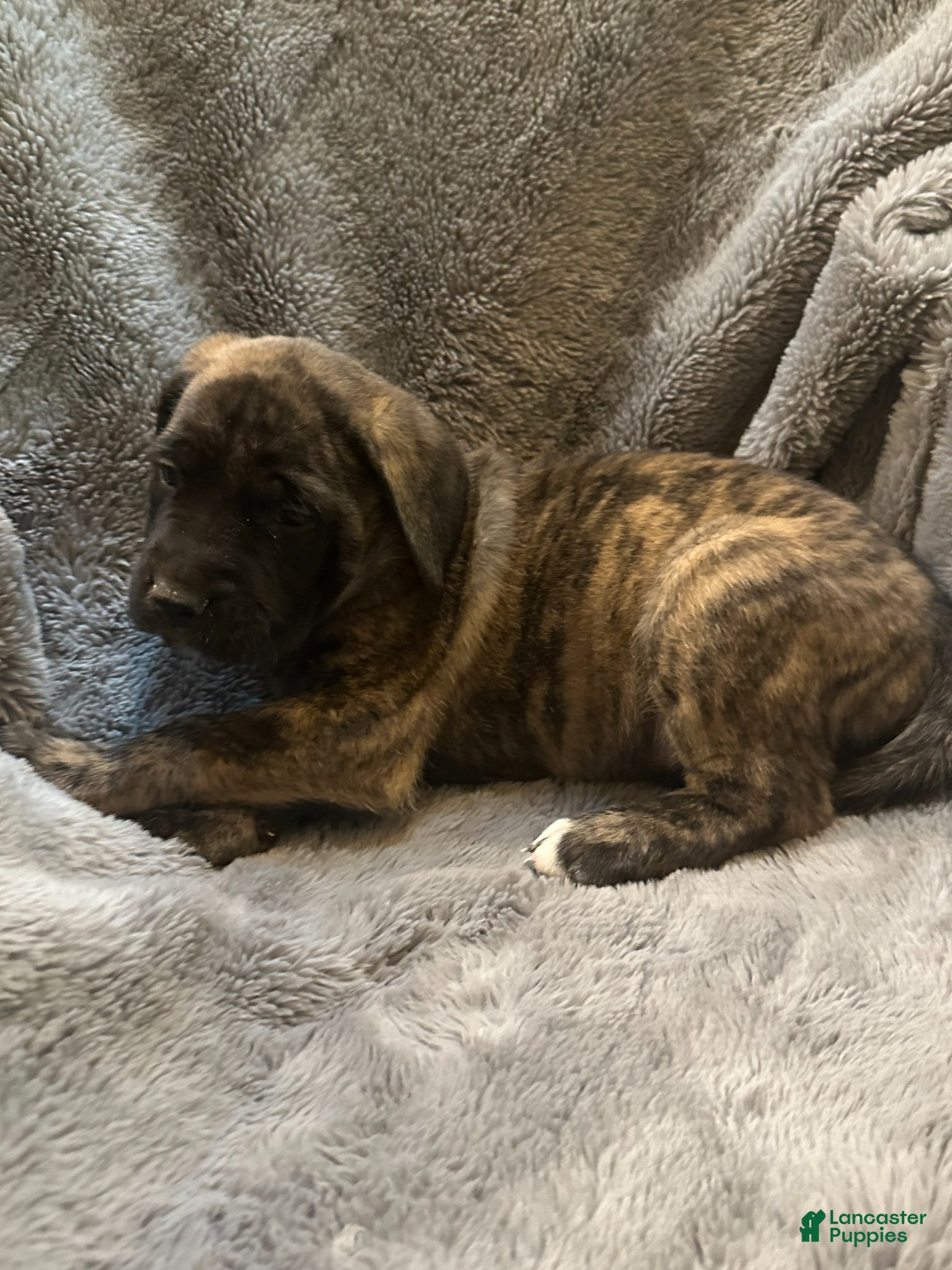 English Mastiff dogs English Mastiff Puppy 4 - Ad 16