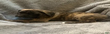 English Mastiff Puppy 4