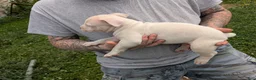 American Pit Bull Terrier dogs for sale: American Pit Bull Terrier Puppy 3 - Ad 3