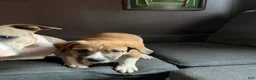 Mixed Breed dogs for sale: Saint - Ad 3