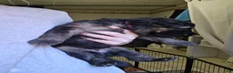 German Shepherd dogs for sale: German Shepherd 5 - Ad 3