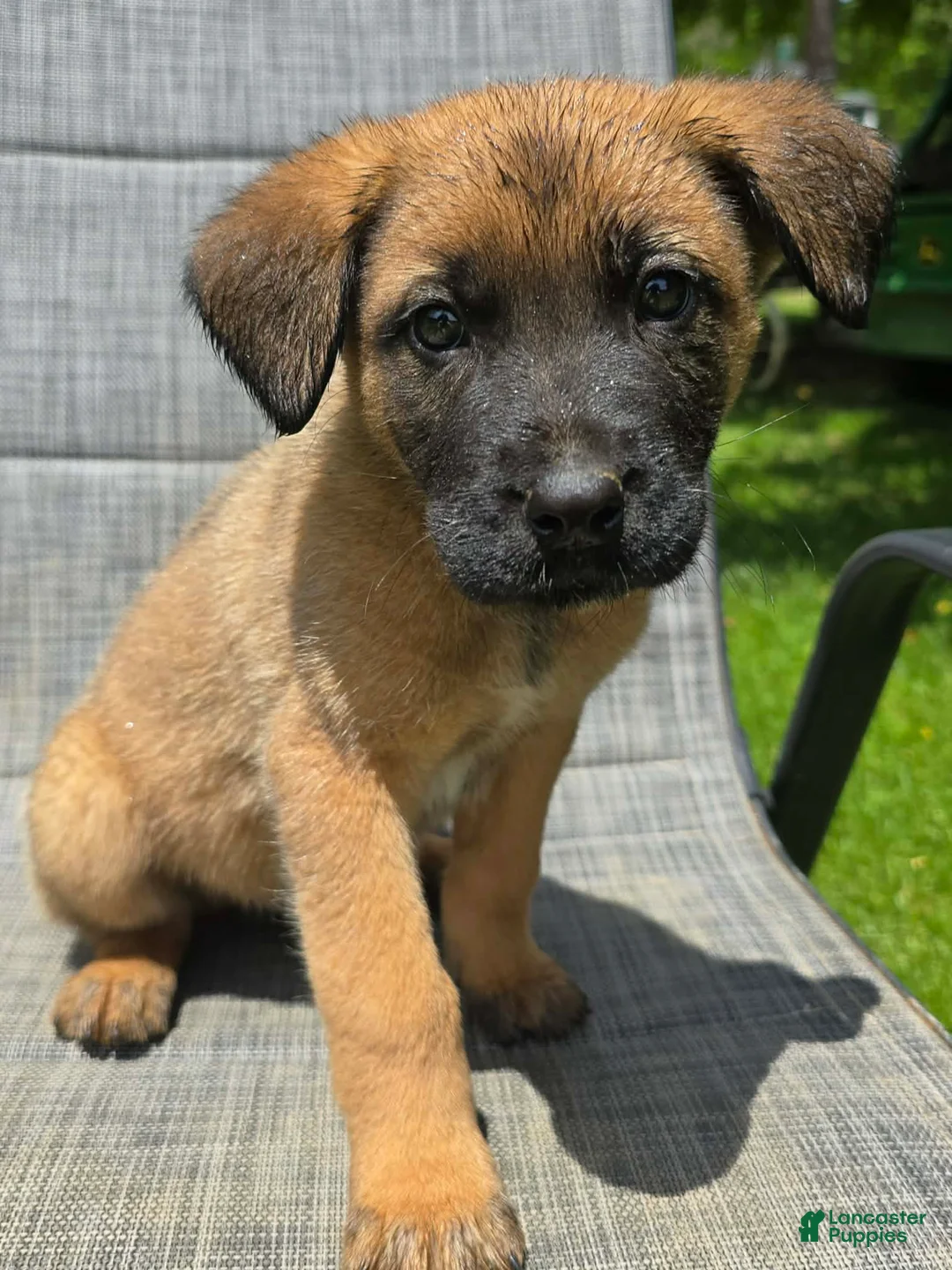 Mixed Breed dogs for sale: Mixed Breed Puppy 5 - Ad 1
