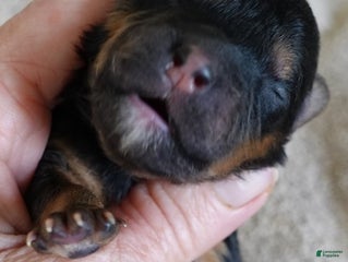 Maltipoo dogs Aurora - Ad 13