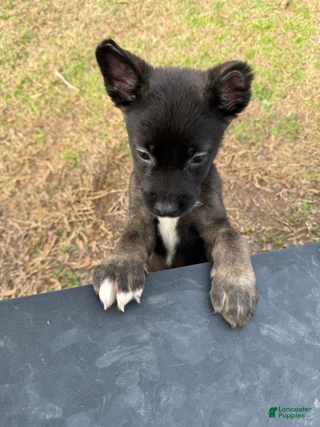 Mixed Breed dogs for sale: Mixed Breed Puppy 1 - Ad 2