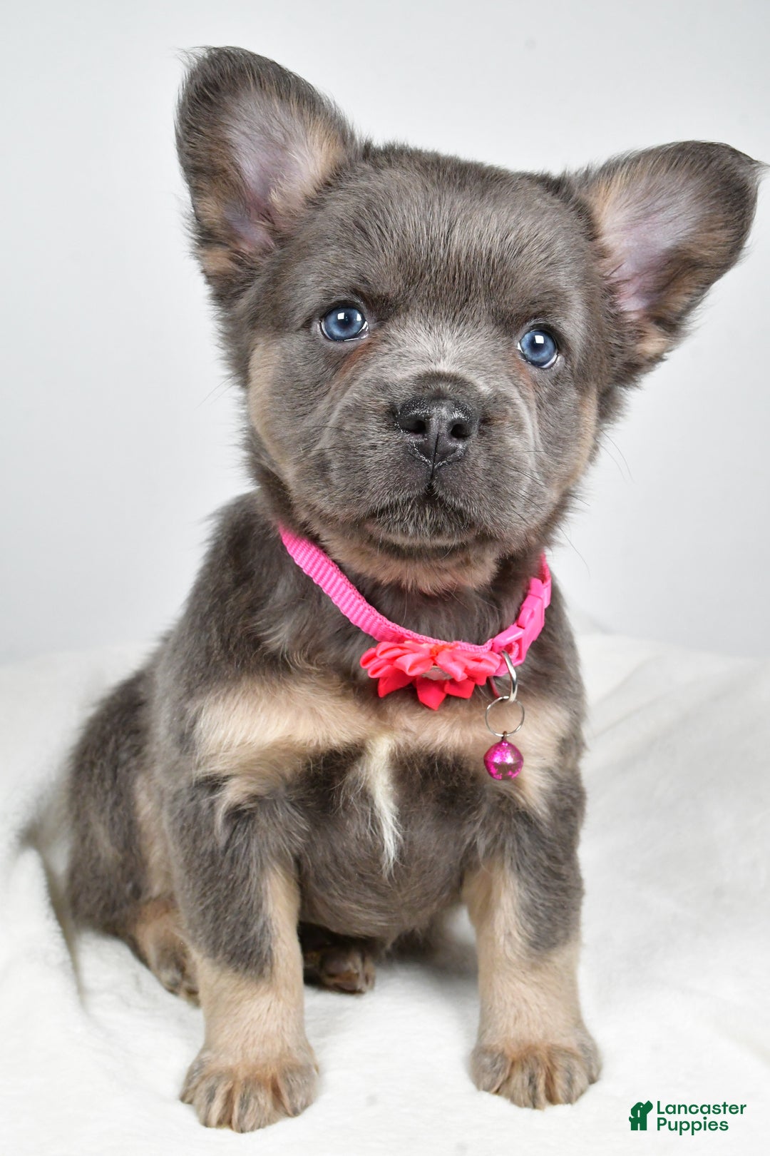 French Bulldog dogs for sale: Brianna - Ad 9