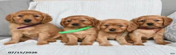 Miniature Golden Retriever dogs for sale: Milo - Ad 3