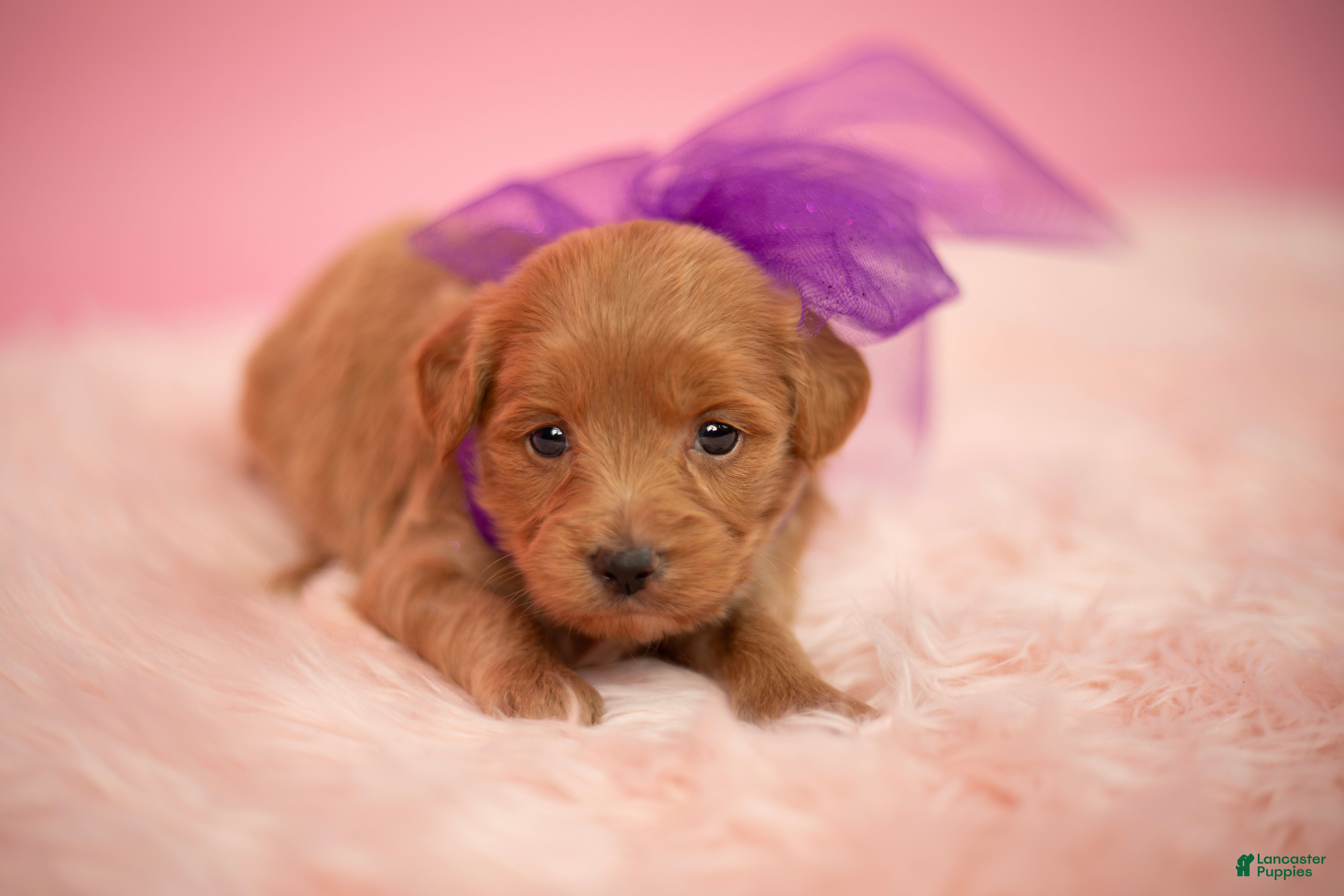 Maltipoo dogs Goldie - Ad 19