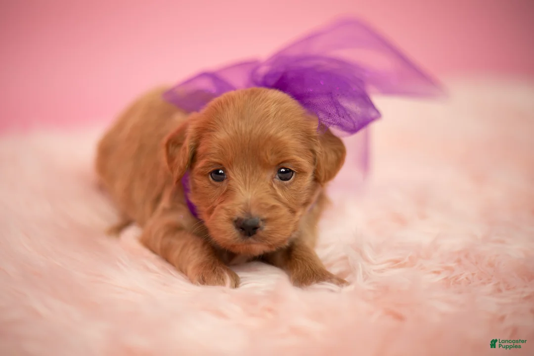 Maltipoo dogs for sale: Goldie - Ad 1