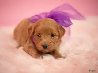 Maltipoo dogs Goldie - Ad 19