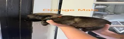 German Shepherd dogs for sale: German Shepherd Orange Collar - Ad 1