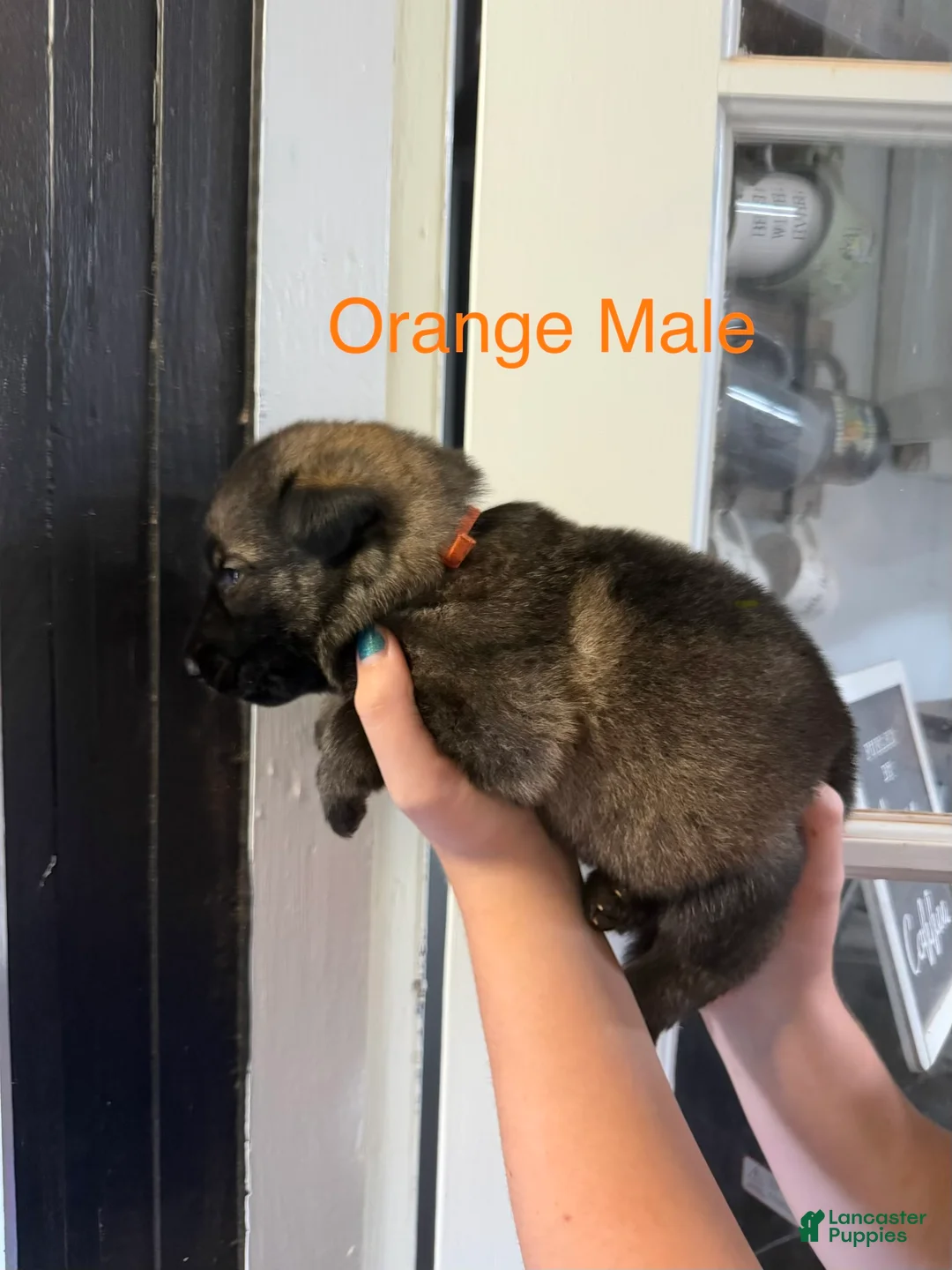 German Shepherd dogs for sale: German Shepherd Orange Collar - Ad 1