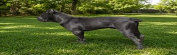 Mixed Breed dogs for sale: Orange - Ad 6