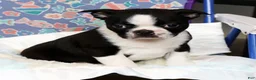 Boston Terrier dogs for sale: Tyler - Ad 8