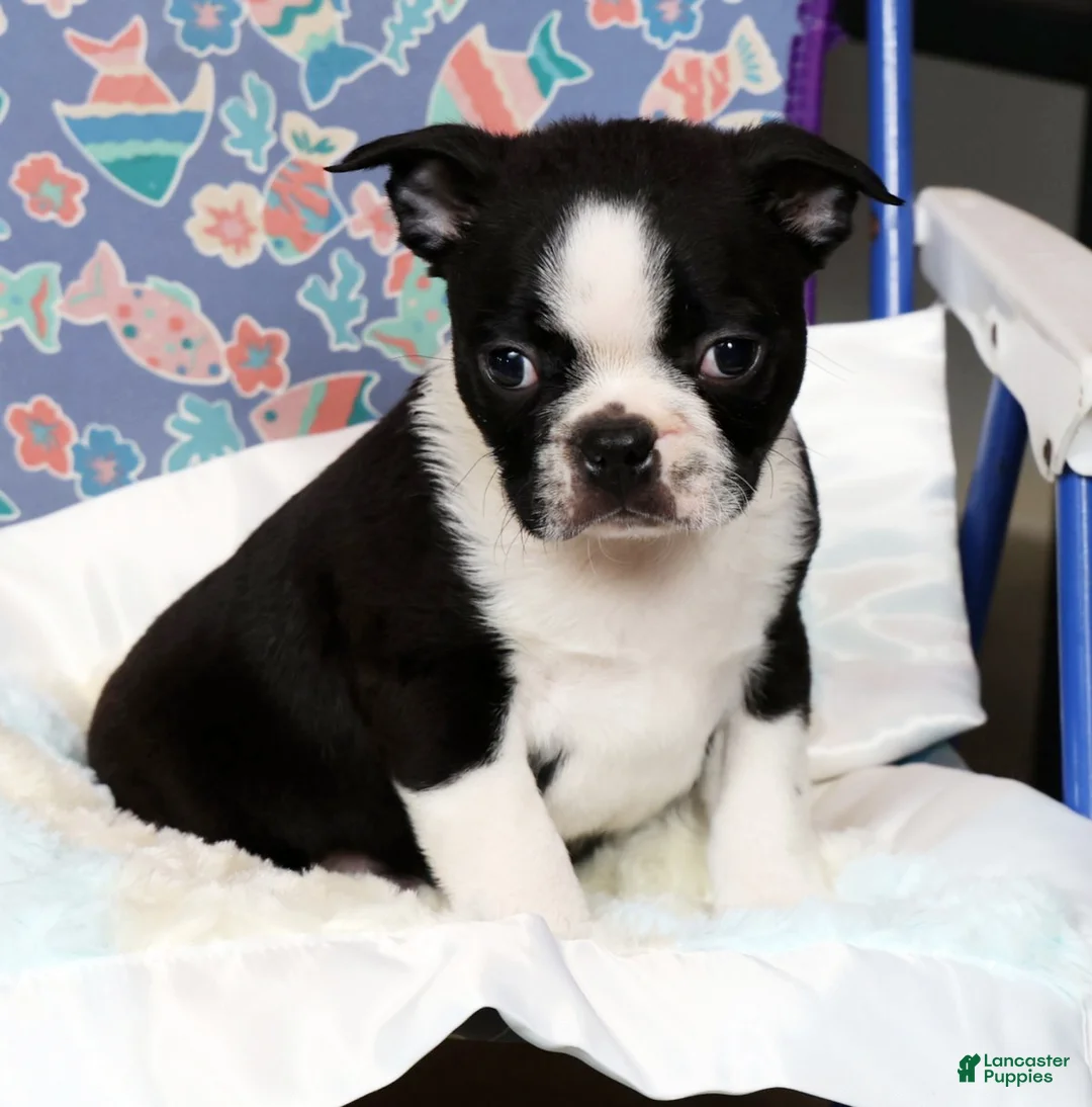 Boston Terrier dogs for sale: Tyler - Ad 8
