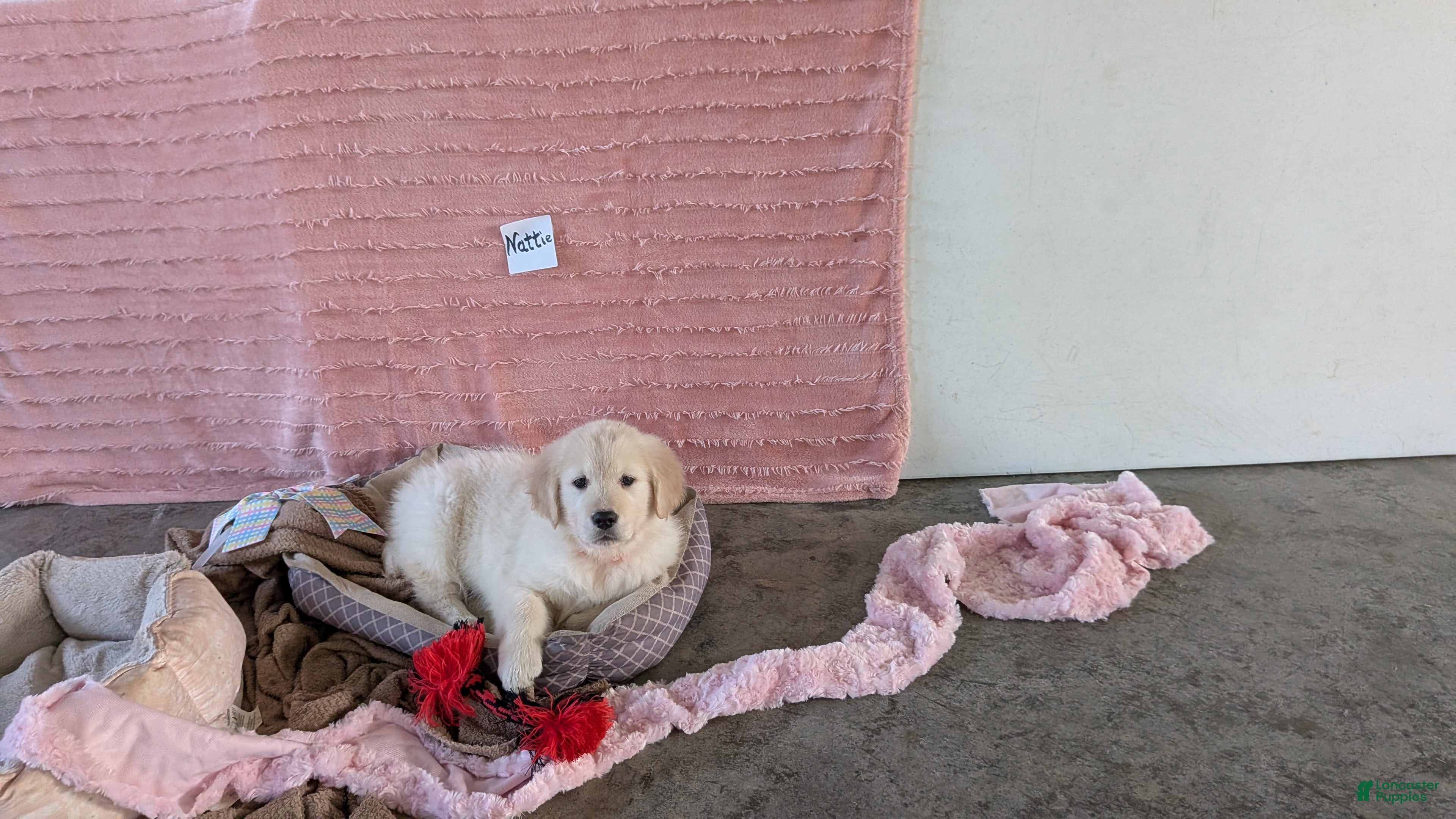 Golden Retriever dogs Nattie - Ad 35