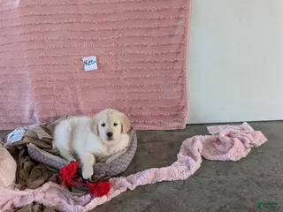 Golden Retriever dogs Nattie - Ad 35