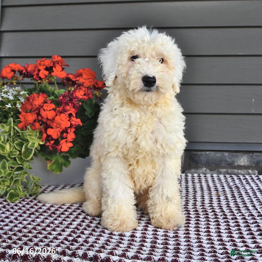 Mini Sheepadoodle dogs Coconut - Ad 2