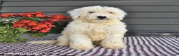 Mini Sheepadoodle dogs for sale: Coconut - Ad 2