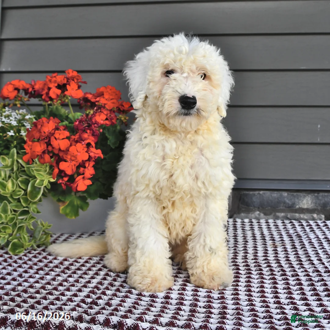 Mini Sheepadoodle dogs for sale: Coconut - Ad 2