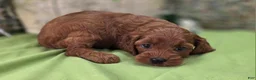 Cockapoo dogs for sale: Prada - Ad 8