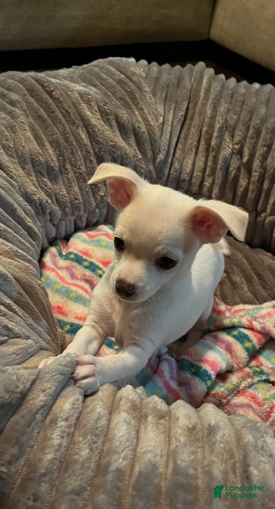 Chiweenie dogs for sale: Chiweenie Puppy 1 - Ad 5