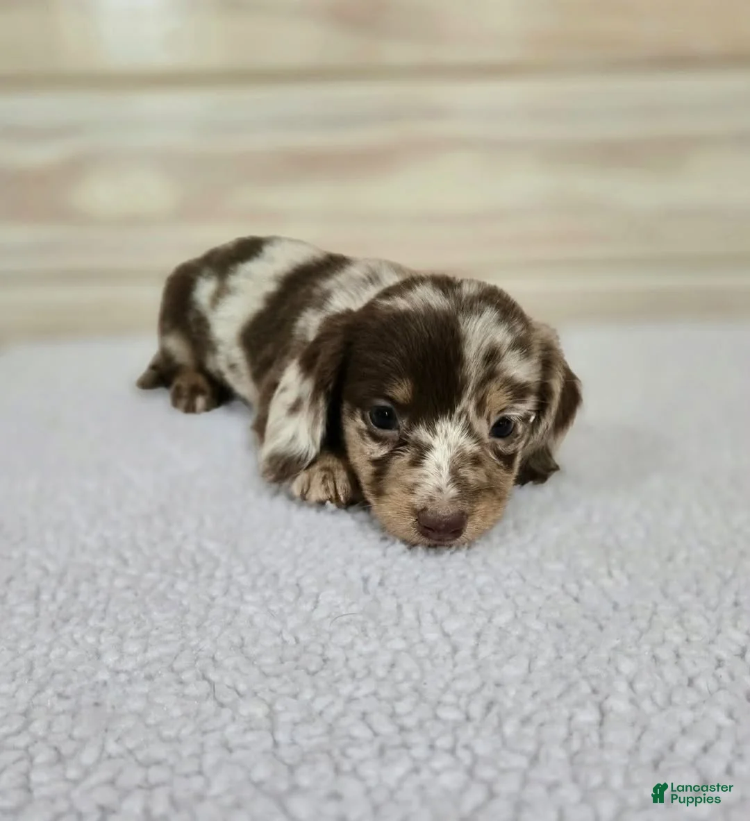Miniature Dachshund dogs for sale: Miniature Dachshund Puppy 1 - Ad 1