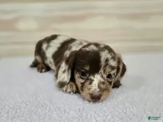 Miniature Dachshund dogs Miniature Dachshund Puppy 1 - Ad 13