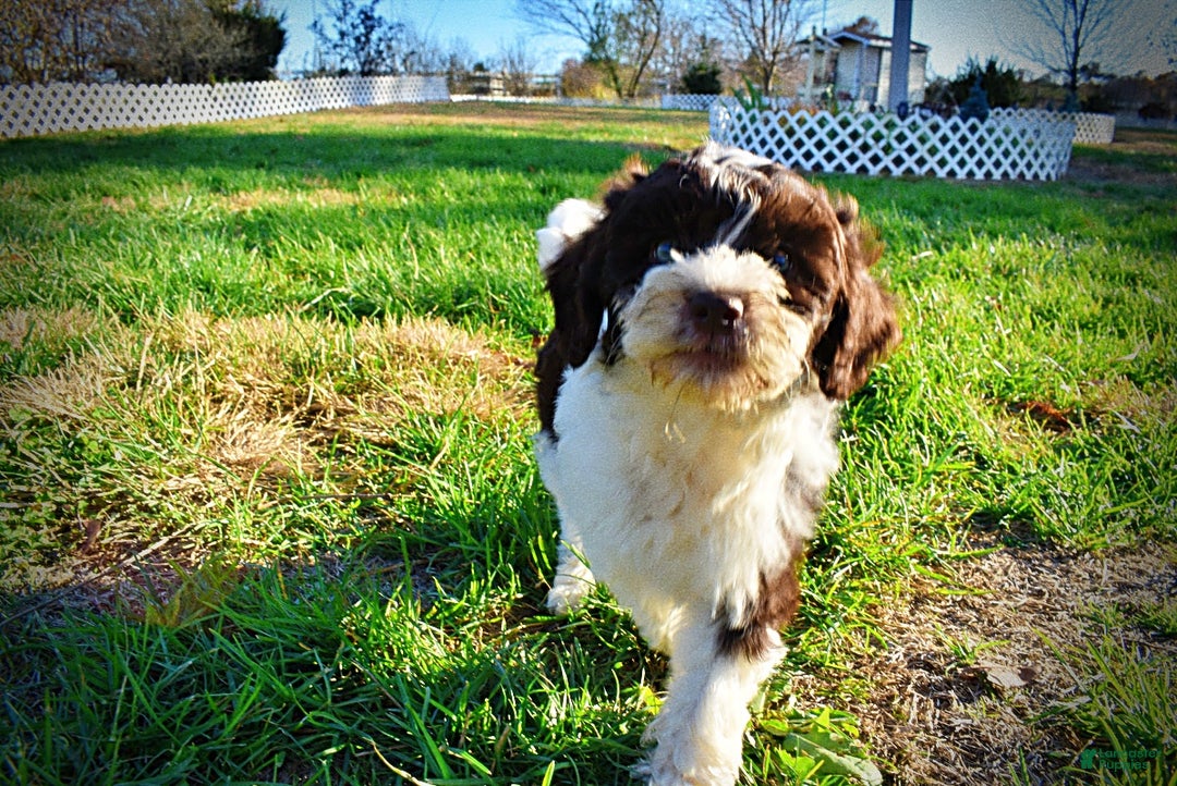 Havapoo dogs for sale: Priscilla - Ad 21