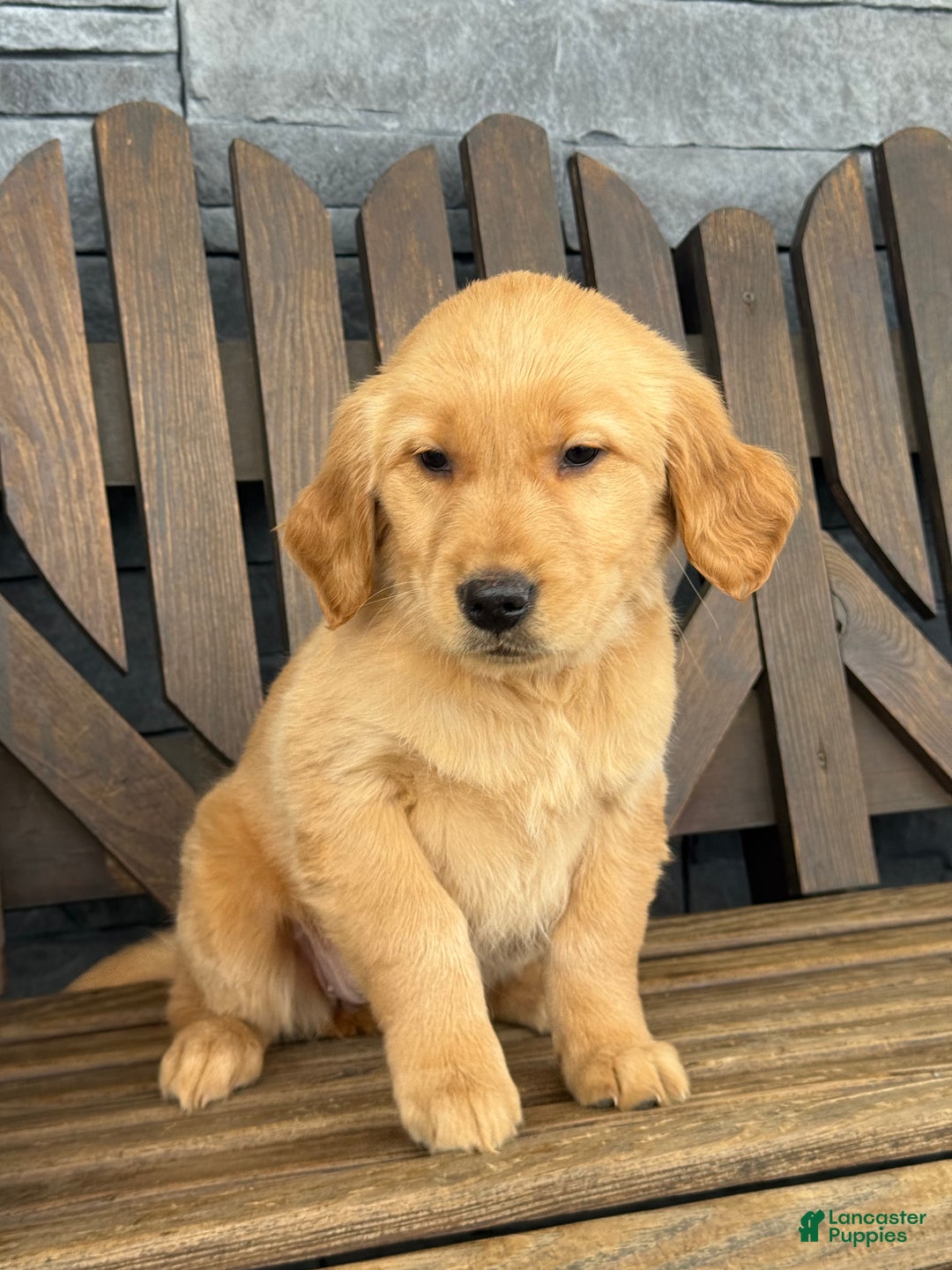 Golden Retriever dogs for sale: Carmel - Ad 3