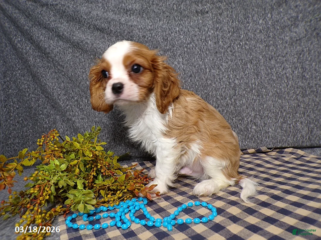 Cavalier King Charles Spaniel dogs for sale: Champ  - Ad 5